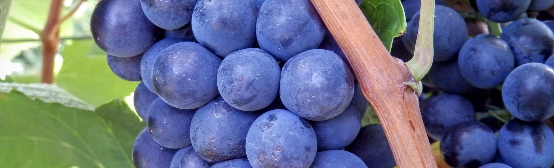 Value chain in the wine Industry