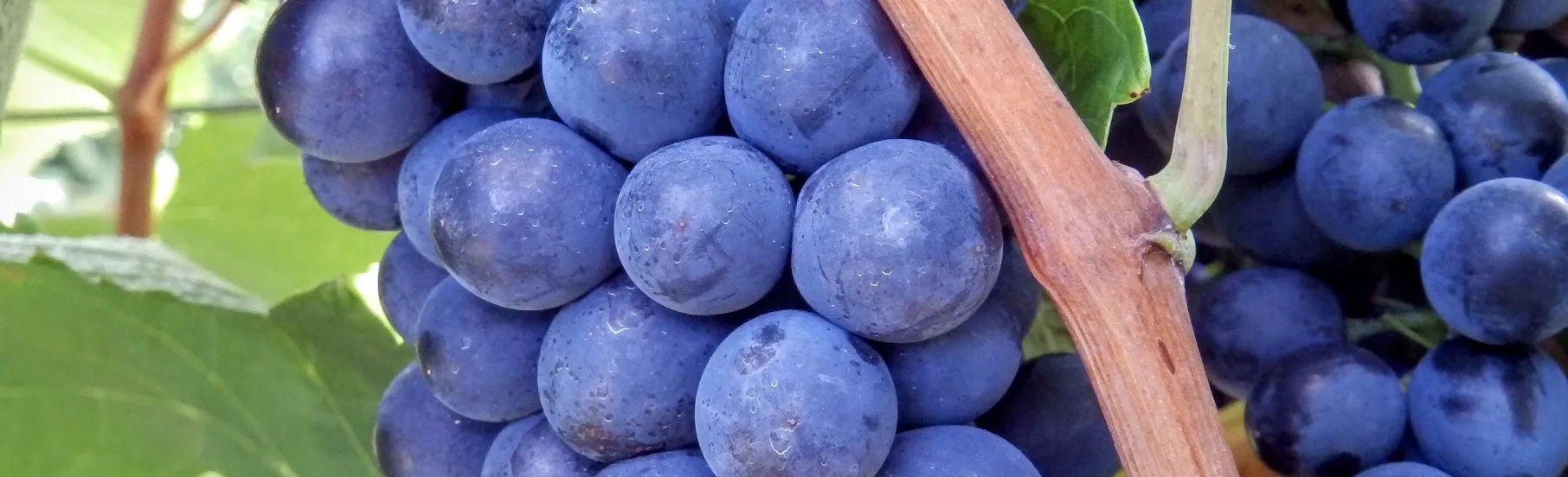 Value chain in the wine Industry